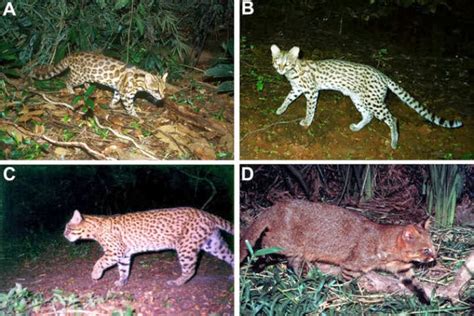 Cryptic New Species Of Wild Cat Identified In Brazil The Archaeology