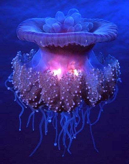 Crown Jellyfish Fishy Fishy Pinterest
