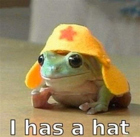 Frog Meme Background