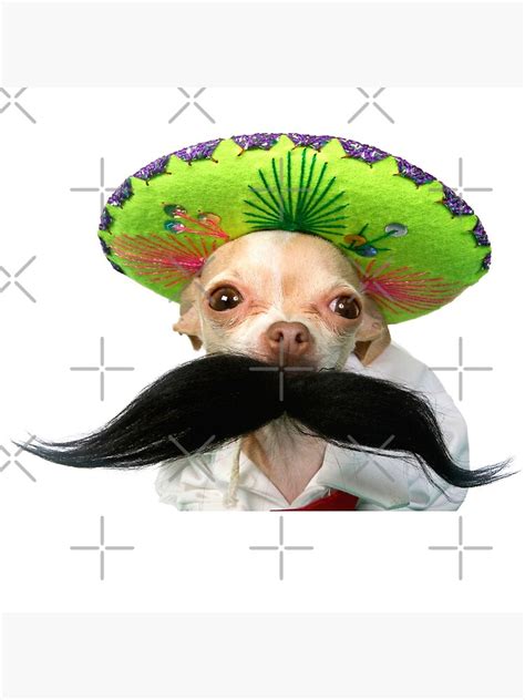 Chihuahua With Sombrero Meme Poster By Schka Redbubble