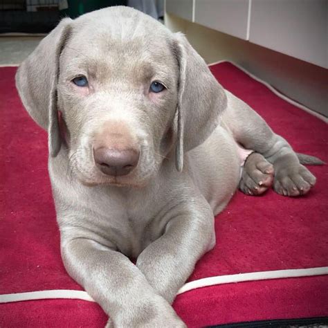 Weimaraner Dog Breed Guide Borrowmydoggy