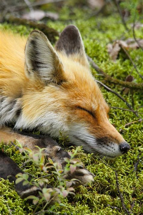 Red Fox Sleeping Stock Image Image Of Predator Sport 31373185