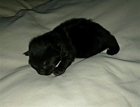 Newborn Kitten Black By Lady Sofia On Deviantart
