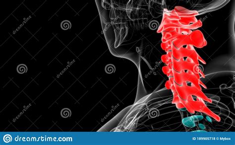 Human Skeleton Vertebral Column Cervical Vertebrae Anatomy 3d