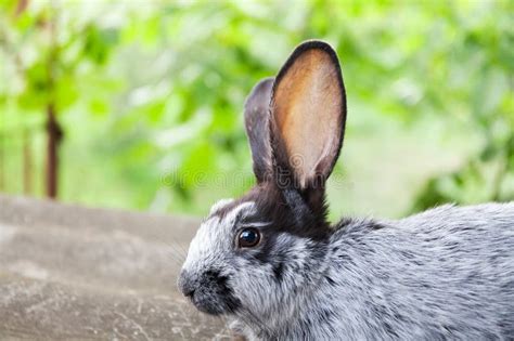Long Ears Rabbit Closeup Photo Fluffy Gray Black Bunny On Blurred