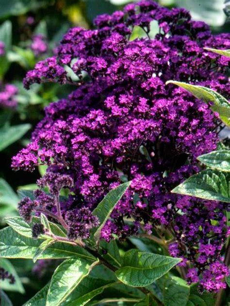 Heliotrope Best In Smell Gather Some Friends Around Heliotrope In Bloom
