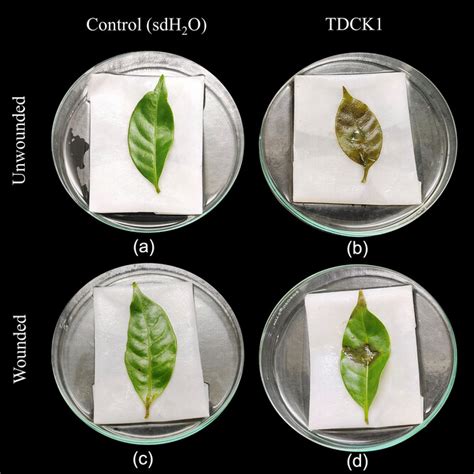 First Report Of Leaf Spot Disease Of Tabernaemontana Divaricata Caused