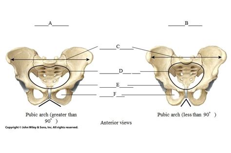 Male And Female Pelvis Diagram Quizlet
