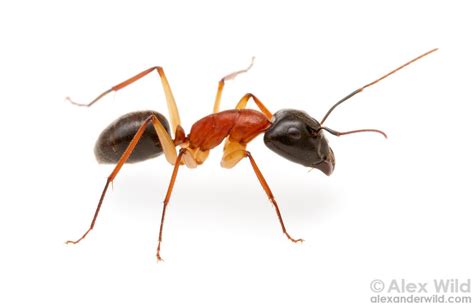 Check spelling or type a new query. Pest Control Ants