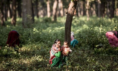 Nepals Women Of The Terai Arc Become Forest Conservationists In Pictures Nepal South Asia