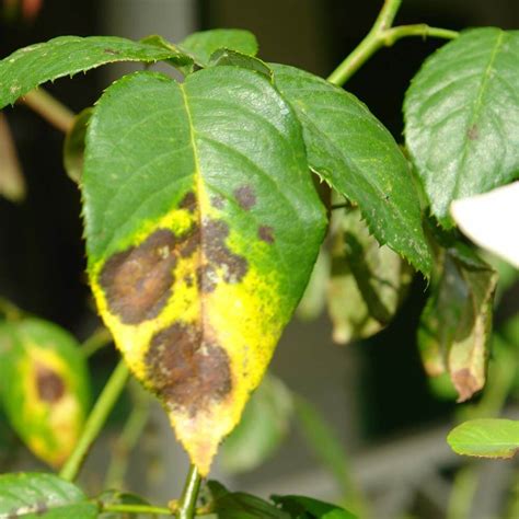 Identify And Control Septoria Leaf Spot