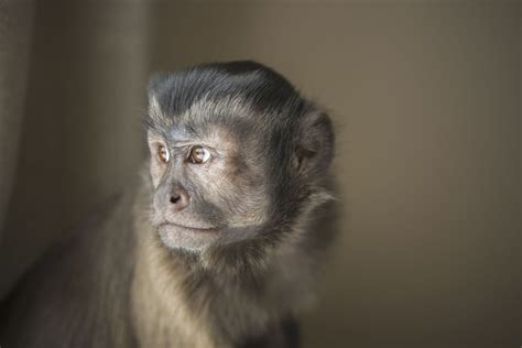 Should You Keep A Capuchin Monkey As A Pet