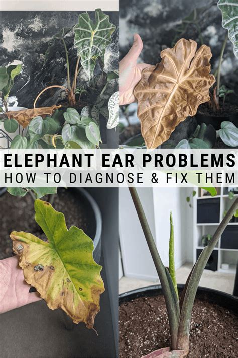 Elephant Ear Plant Care Guide Growing Colocasia Alocasia And More
