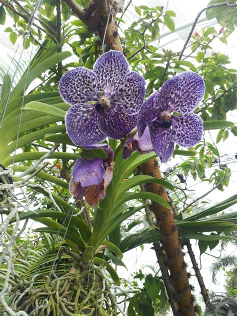 Purple Vanda Orchids By Metacharis On Deviantart