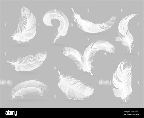 Realistic Feathers White Bird Falling Feather Isolated On White
