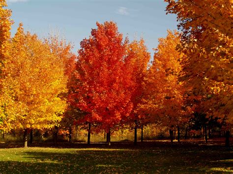 Fall Foliage Trees Blog Rutgers Landscape And Nursery