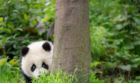 Facts About Pandas Habitat
