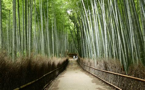 Download Arashiyama Bamboo Forest Free To Download Original In 4k
