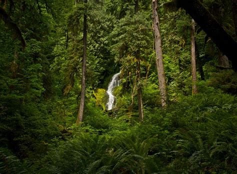 Waterfall In Hoh Rainforest Mt Olympus Photos Diagrams And Topos