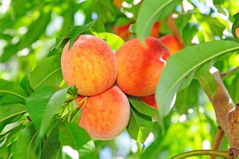 Peach Low Chill Fruit Tree Varieties Anfic