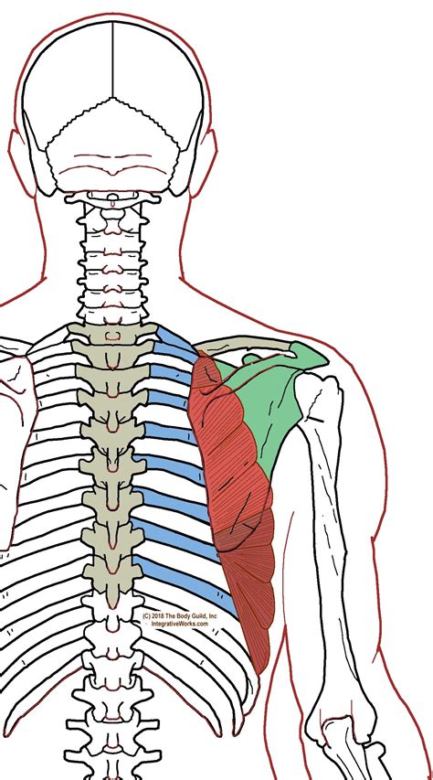 Serratus Anterior Functional Anatomy Integrative Works Anatomy