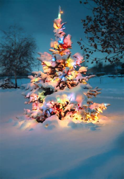 Snow Covered Christmas Tree With Colorful Lights All Christmas