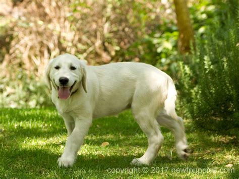 She is the love of my life and i couldn't be more grateful to you for breeding such an impressive pup! amanda skinner. English Cream Golden Retriever Puppies | Together Freedom