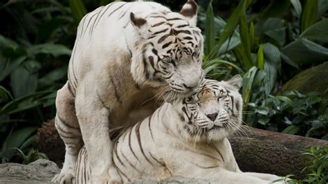 White Tiger Love Wallpaper Imagenes De Animales Animales Imágenes