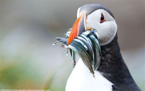 Interesting Facts About Puffins Just Fun Facts