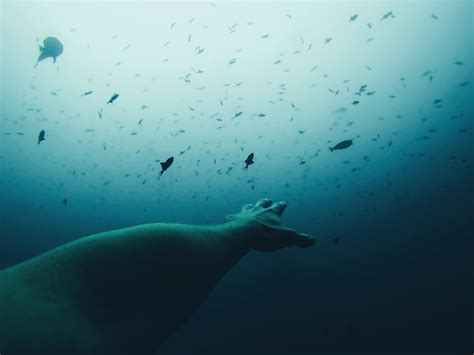 3949x2633 Nature Sea Lion Free Pictures Blue Minimalist Water