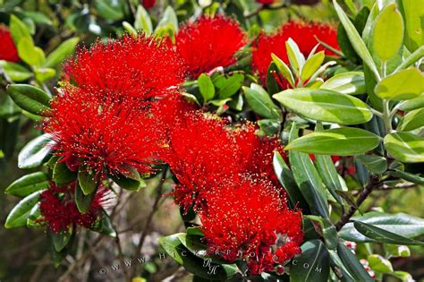 All of these flower background images and vectors have high resolution and can be used as banners, posters or wallpapers. Pohutukawa Flowers | Photo, Information