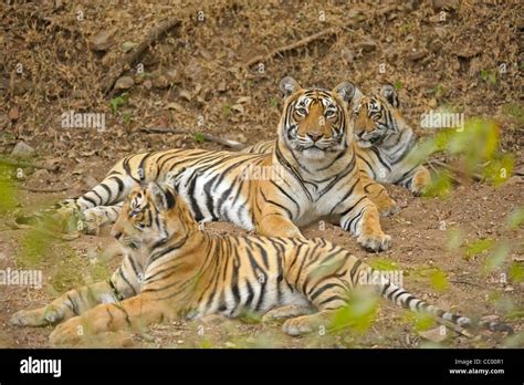 Tigress With Her Cubs In Ranthambhore Tiger Reserve India Stock Photo