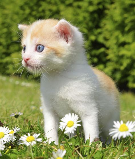 Some Top Tips For The Best Kitten Health Care