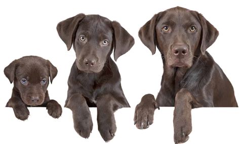 They hang out on the tips of blades of grass or on the outer leaves of bushes and shrubs and wait for an animal to pass by. How Fast Do Dogs Grow? The Averages For Each Breed ...