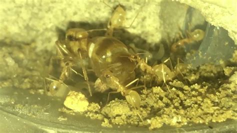 Honeypot Worker Ants Grooming Their Queen Youtube