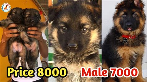 Everything you need to know at each state to ensure your cute and playful puppy (your puppy month by month). German Shepherd Puppy For Sale / German Shepherd puppy ...