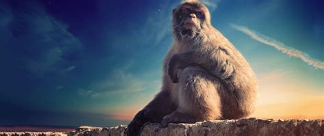 Download Wallpaper 2560x1080 Monkey Primate Sits Conceived Animal