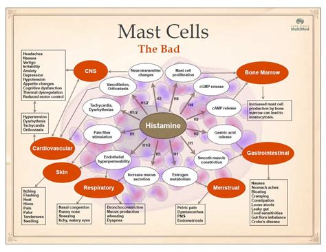 Mast Cell Activation Syndrome Mcas Genetic Optimization