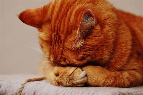 Pemilik Wajib Tahu Berikut 5 Ciri Ciri Kucing Sedang Sakit Kids