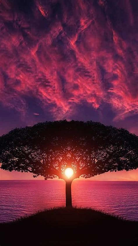 Solitary Tree In The Purple Sunset Wallpaper Backiee