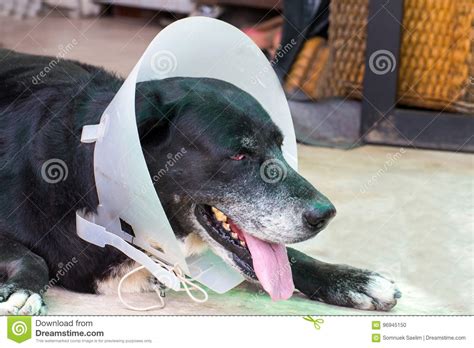 Close Up Portrait Of A Sick Dogdiseased Dog Stock Photo Image Of