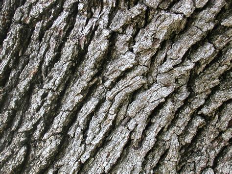 Tree Bark Clipart 20 Free Cliparts Download Images On Clipground 2023