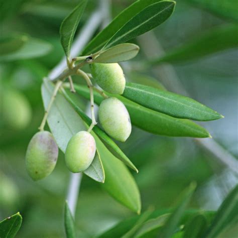 Olive Leaf Olea Europaea Village Herbals