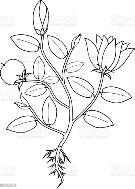 Coloring Page Plant With Flowers Leaves Fruit And Root System Stock