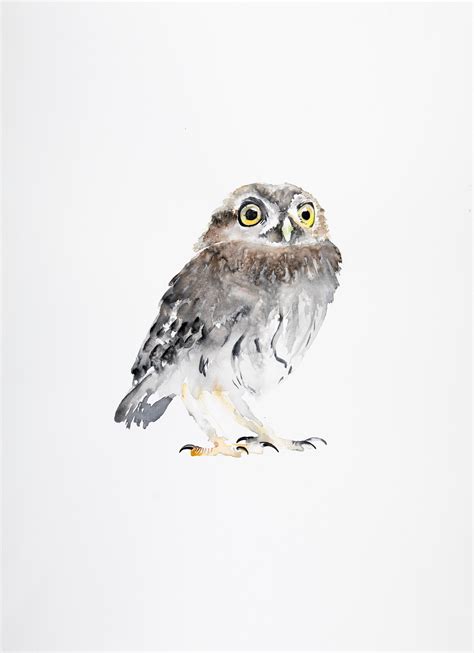 Little Owl Large Print Jim Moir Art