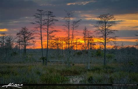 Florida Sunset Over Wetlands During Winter Bald Cypress Tress Hdr