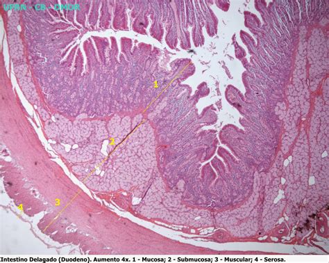 Histologia Sistema Digestório