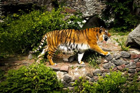 Forceful Large Siberian Tiger Walking On The Rock With Green Area In