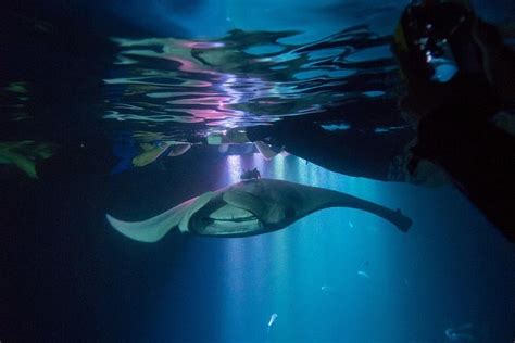 2023 Manta Ray Night Snorkel Tour From Kona Reserve Now