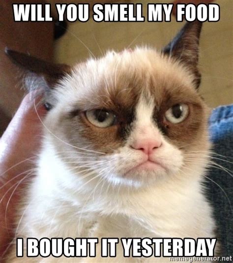 Will You Smell My Food I Bought It Yesterday Mr Angry Cat Meme